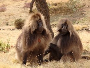 シミエン国立公園のゲラダヒヒ